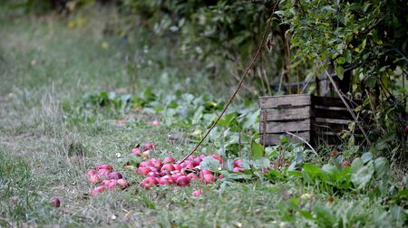 fallen apples in an orchard in autumn imageの写真素材