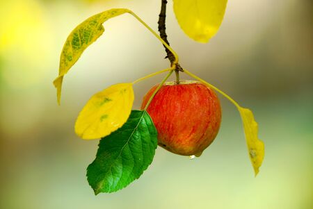 ripe apple orchard on the tree after morning rain, image of a