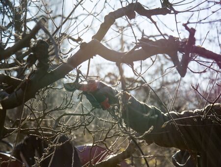 pruning apple tree in winter imageの写真素材