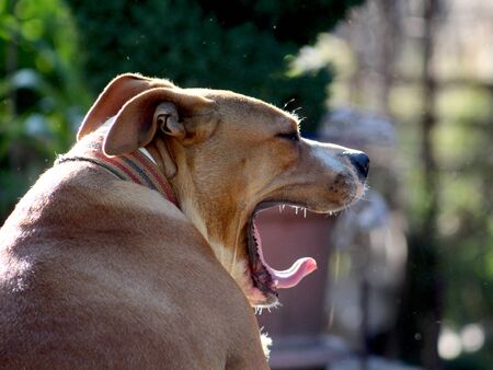 american staffordshire terrier yawning, imageの写真素材