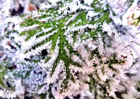 frozen fog waterdrops ,ice frost on a plant image