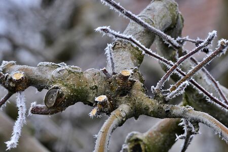 frost on a pruned fresh pruned apple tree in january