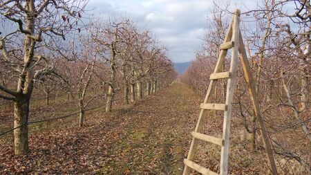 pruned apple orchard in winter image