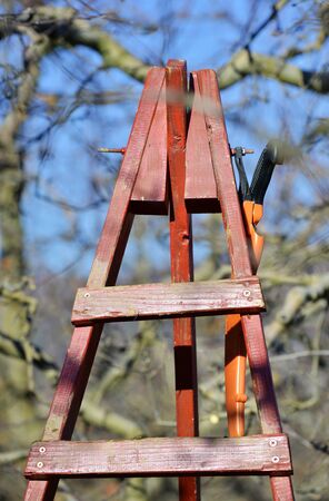 farmer pruning apple tree in winterの写真素材