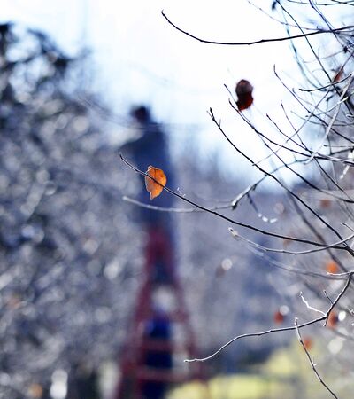 faremer pruning apple orchard in winter,