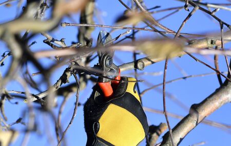 faremer pruning apple orchard in winter,