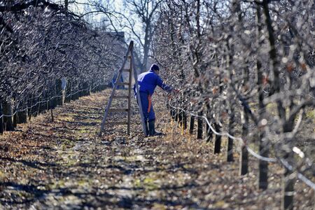 RESEN, MACEDONIA. february 1, 2020- Farmer pruning apple tree in orchard in Resen, Prespa, Macedonia. Prespa is well known region in Macedonia on producing high quality apples.のeditorial素材