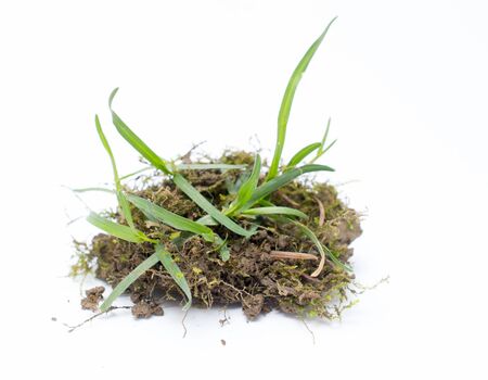 image of a piece of soil with roots in studioの写真素材
