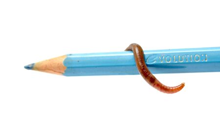 image on eartworm on a blue pencilの写真素材