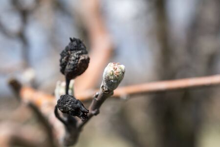 image of an apple bud ,agricuture concept.