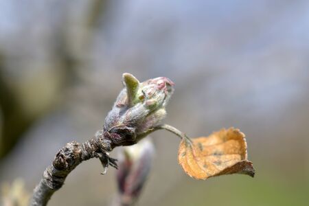 image of an apple bud ,agricuture concept