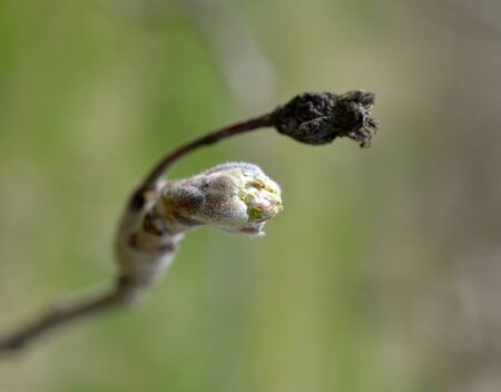 image of an apple bud ,agricuture conceptの写真素材