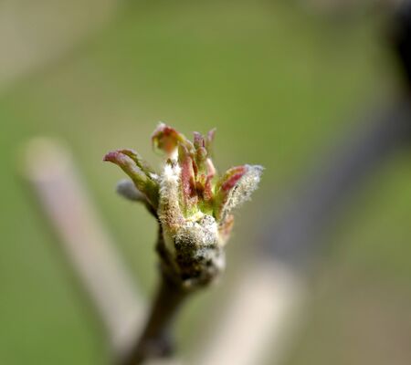 image of an apple bud ,agricuture concept