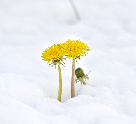 dandelion on on a fresh snow in april iageの写真素材