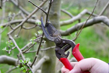 machanical removing of powdery mildew apple tree twig.の写真素材