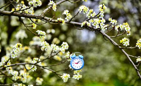 pear blossom and blue alarm clock time concept.