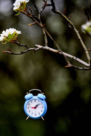 pear blossom and blue alarm clock time concept.