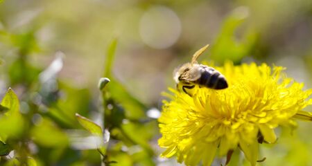 Bee working on a dandelion imageの写真素材