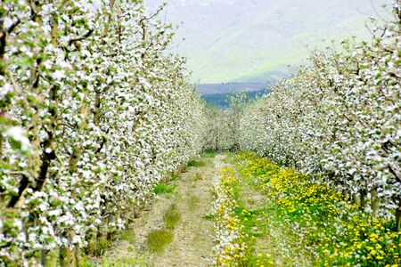 Apple blossoms in an orchard, spring concept.
