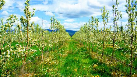 pear orchard with blossoming trees in spring.