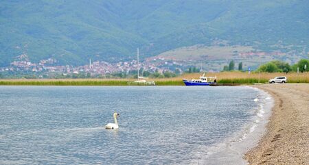 Republic of Macedonia, Lake Ohrid, Struga situated in the south-western region of the Republic of Macedonia, lying on the shore of Lake Ohrid. Waterfront.image of swanの写真素材