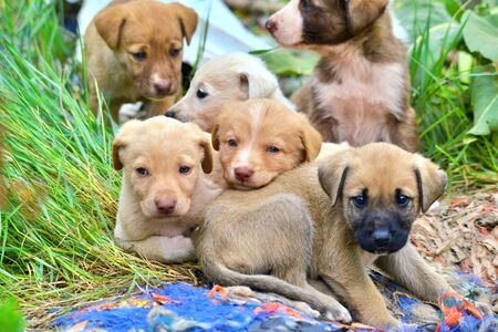 image of a cute stray puppies pictured in a garbage dumpの写真素材
