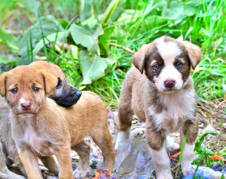 image of a cute stray puppies pictured in a garbage dumpの写真素材