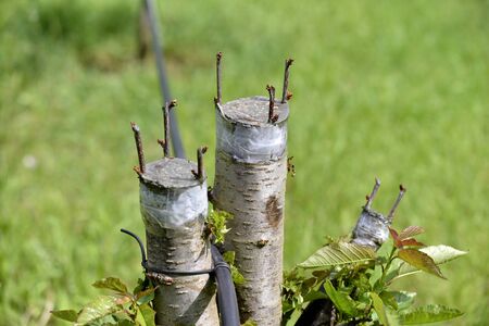 Grafted cherry fruit tree.