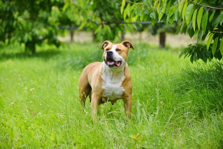 American Staffordshire Terrier dog purebreed female dog in natureの写真素材