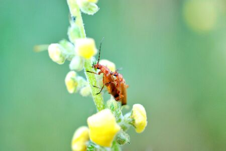 insects mating on a Black mullein or Dark mullein.の写真素材