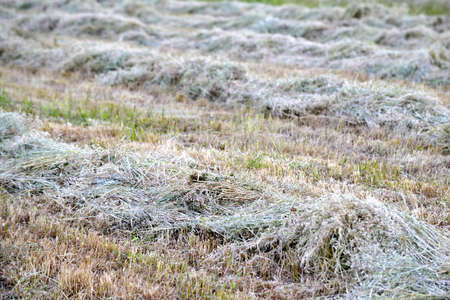dry cut grass in the fieldの写真素材