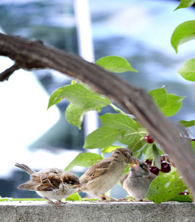 House Sparrows ( Passer domesticus ) bird in natureの写真素材