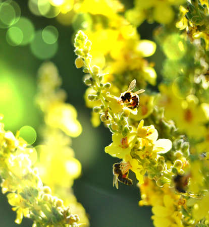 Bee on flower, summer mornig shot , nature concept