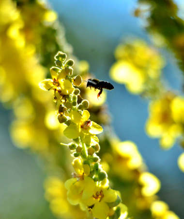 Bee on flower, summer mornig shot , nature conceptの写真素材