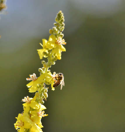 Bee on flower, summer mornig shot , nature concept