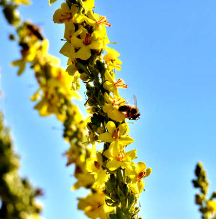 Bee on flower, summer mornig shot , nature concept