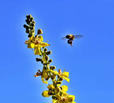 Bee on flower, summer mornig shot , nature concept