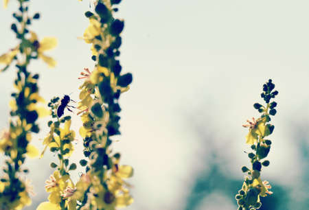 Bee on flower, summer mornig shot , nature conceptの写真素材