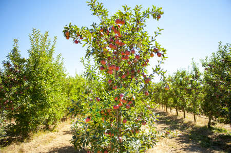apple orchard ready for harvesting.
