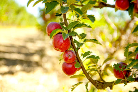 apple orchard ready for harvesting.