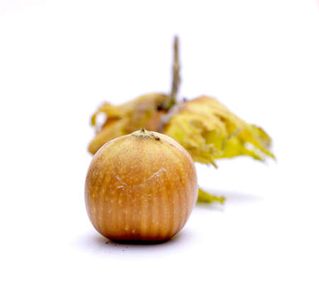 organic hazelnut on izolated white background image