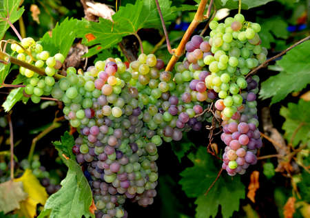 grape ripening in middle of september image