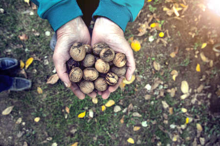 Middle age woman holding organic hazelnuts in her hands