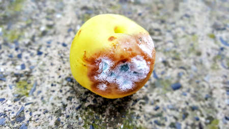 mold attacked peach. rotten fruit imageの写真素材