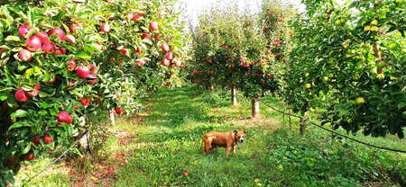 Amstaff Dog in an orchard ready for harvesting imageの写真素材