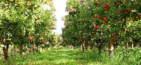 Apple trees in an orchard, with red apples ready for harvestの写真素材