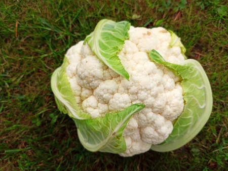 fresh harvested cauliflower on a grass background imageの写真素材