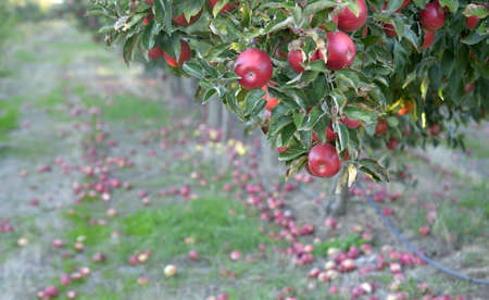 ripe apples in an orchard ready for harvesting image
