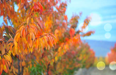 rich autumn colors of a fruit trees in an orchard imageの写真素材
