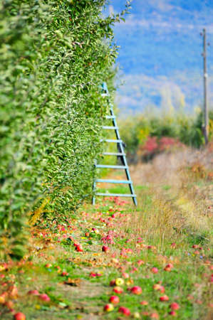 Autumn crop of apples in an orchard image